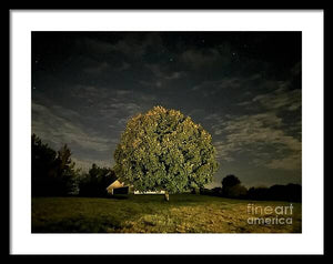 Dreaming Tree - Framed Print