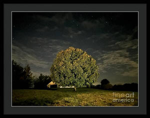 Dreaming Tree - Framed Print