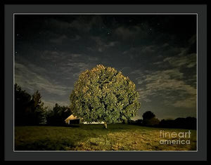 Dreaming Tree - Framed Print