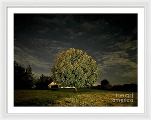 Dreaming Tree - Framed Print