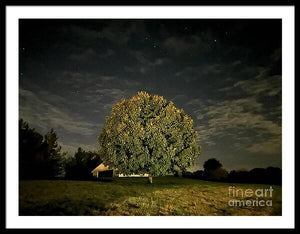 Dreaming Tree - Framed Print