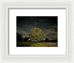 Dreaming Tree - Framed Print