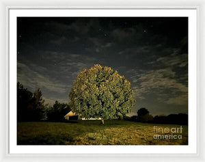 Dreaming Tree - Framed Print