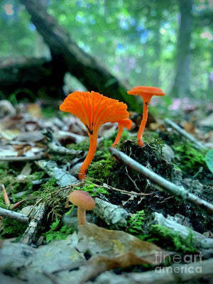 Feathery Fungus - Art Print