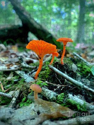 Feathery Fungus - Puzzle