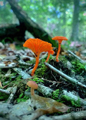 Feathery Fungus - Puzzle