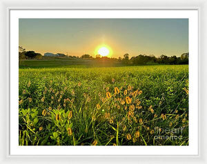 Fuzzy Sunset - Framed Print