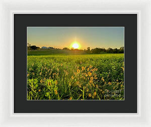 Fuzzy Sunset - Framed Print