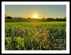 Fuzzy Sunset - Framed Print