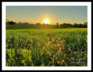 Fuzzy Sunset - Framed Print