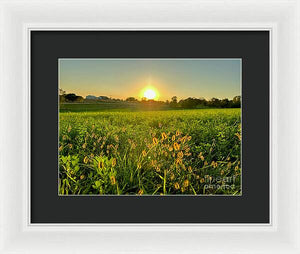 Fuzzy Sunset - Framed Print