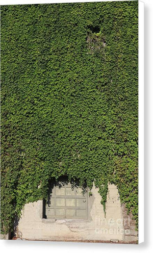 Ivy League - Canvas Print