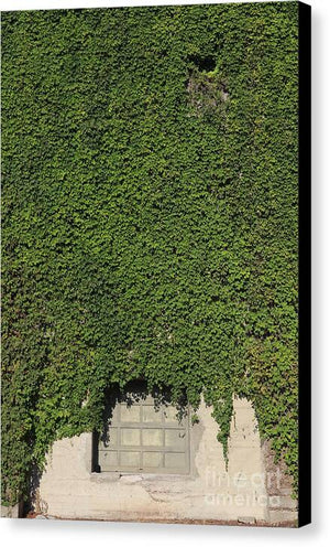 Ivy League - Canvas Print