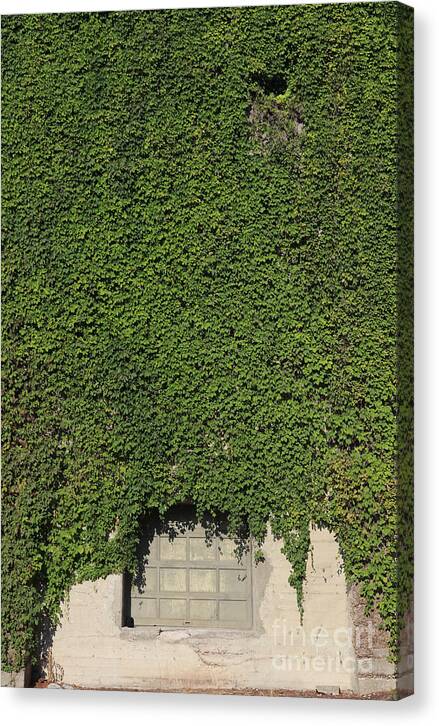 Ivy League - Canvas Print