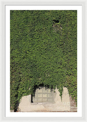 Ivy League - Framed Print