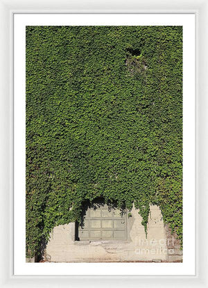 Ivy League - Framed Print