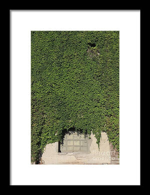 Ivy League - Framed Print