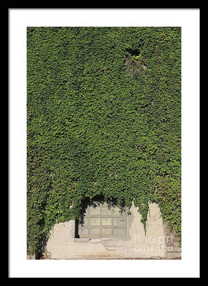 Ivy League - Framed Print