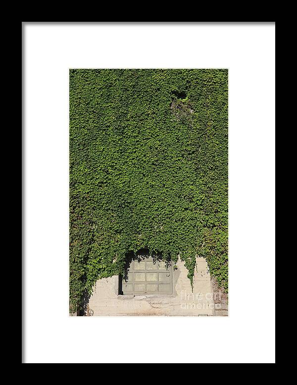 Ivy League - Framed Print