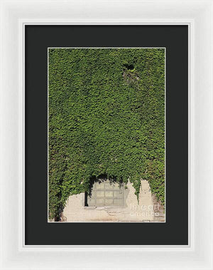 Ivy League - Framed Print