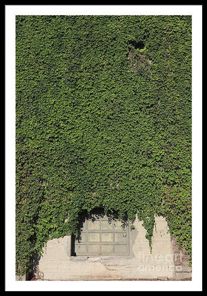 Ivy League - Framed Print