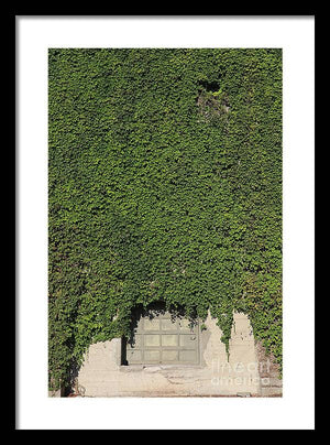 Ivy League - Framed Print