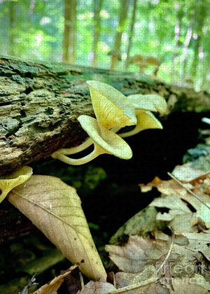 Lacy Mushrooms - Puzzle