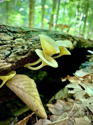 Lacy Mushrooms - Art Print