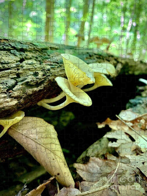 Lacy Mushrooms - Puzzle