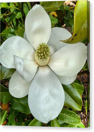 Magnolia - Canvas Print