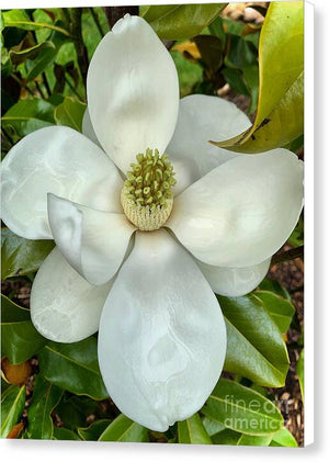 Magnolia - Canvas Print