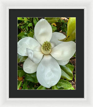 Magnolia - Framed Print