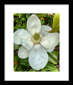 Magnolia - Framed Print