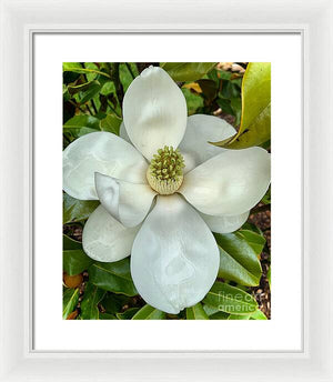 Magnolia - Framed Print