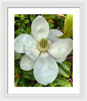 Magnolia - Framed Print