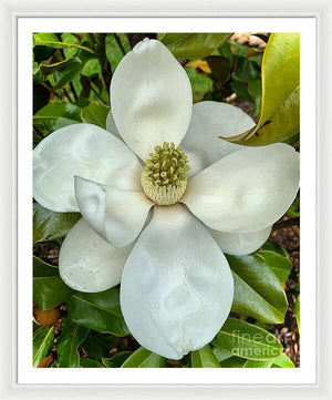 Magnolia - Framed Print