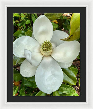 Magnolia - Framed Print