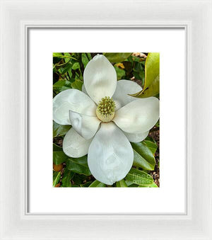 Magnolia - Framed Print