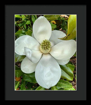 Magnolia - Framed Print