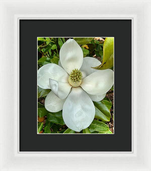 Magnolia - Framed Print