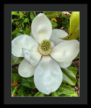 Magnolia - Framed Print