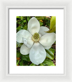 Magnolia - Framed Print