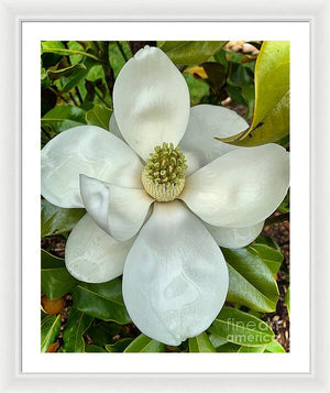 Magnolia - Framed Print