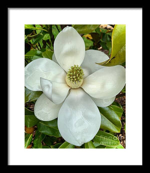 Magnolia - Framed Print