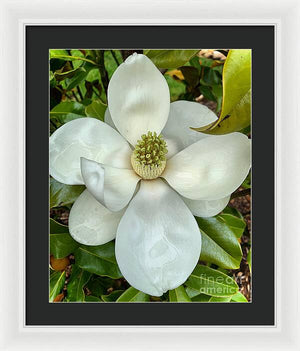 Magnolia - Framed Print