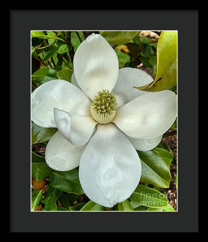 Magnolia - Framed Print