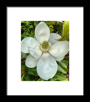 Magnolia - Framed Print