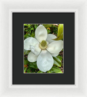 Magnolia - Framed Print