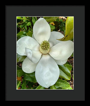 Magnolia - Framed Print