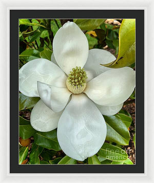 Magnolia - Framed Print